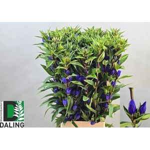 GENTI JUST BLUE