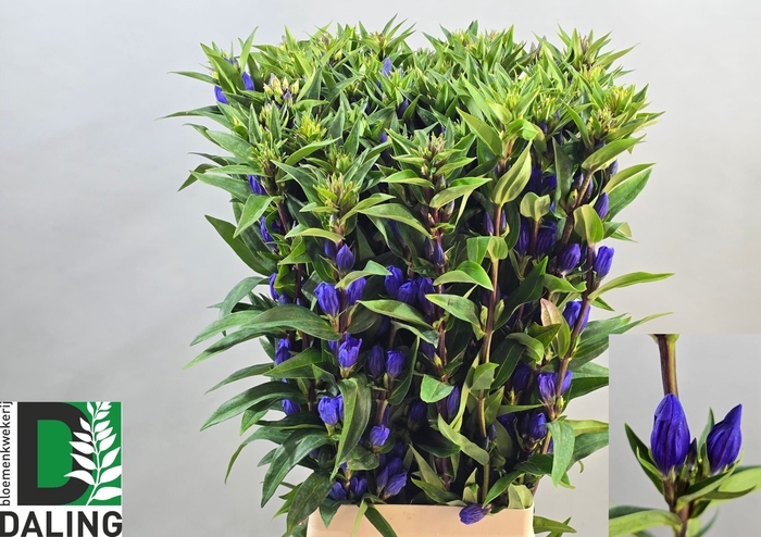 <h4>GENTI JUST BLUE</h4>