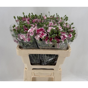 DI SP. SOLANDIS BLUNCHFLY