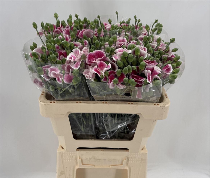 <h4>DI SP. SOLANDIS BLUNCHFLY</h4>