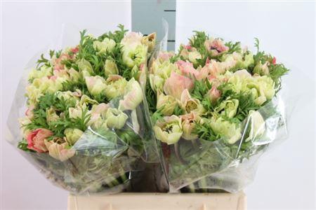 <h4>Anemoon Levante Double Pink</h4>