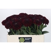 Dahlia Black Fox