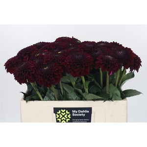 Dahlia Black Fox