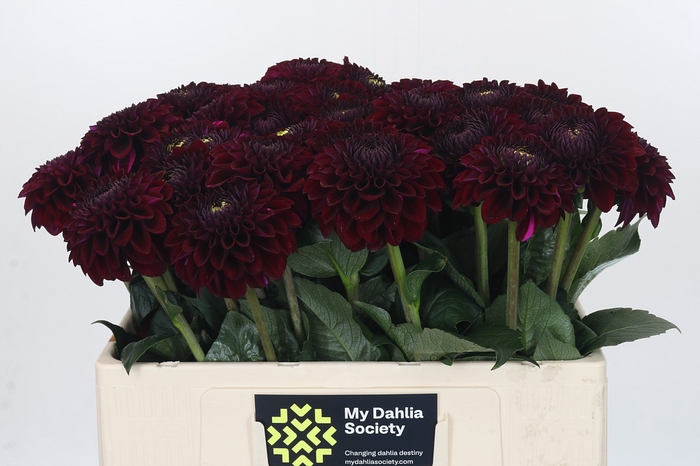 <h4>Dahlia Black Fox</h4>