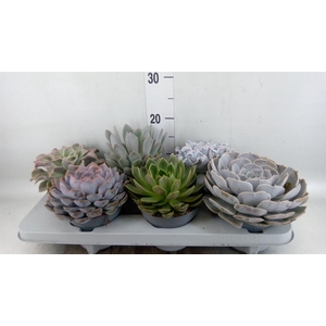 Echeveria   ...mix