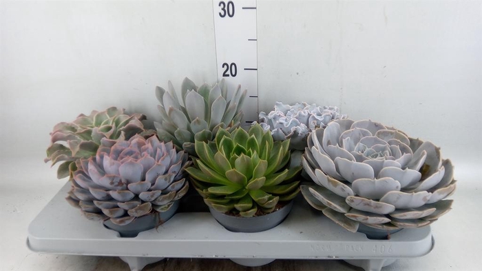 <h4>Echeveria ...mix</h4>