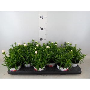 Dianthus  'Oscar White'