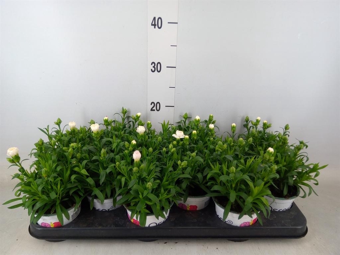 <h4>Dianthus 'Oscar White'</h4>