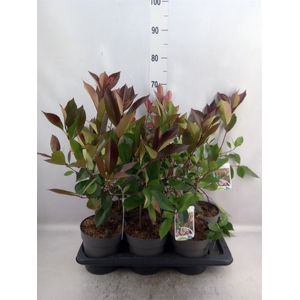 Photinia fraseri 'Red Robin'