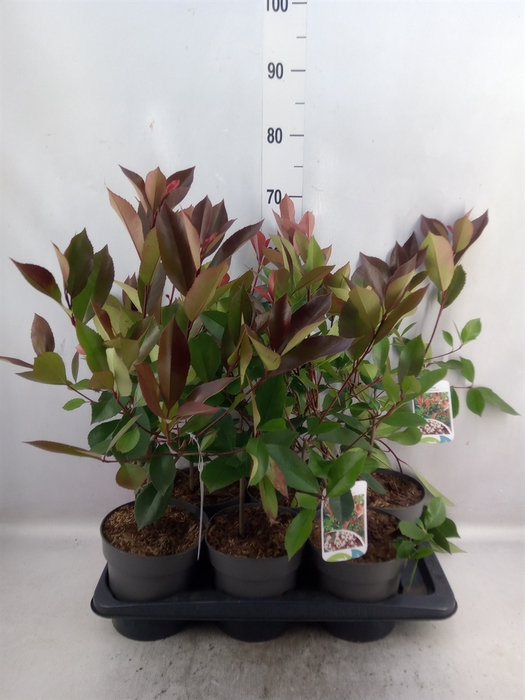 <h4>Photinia fraseri 'Red Robin'</h4>