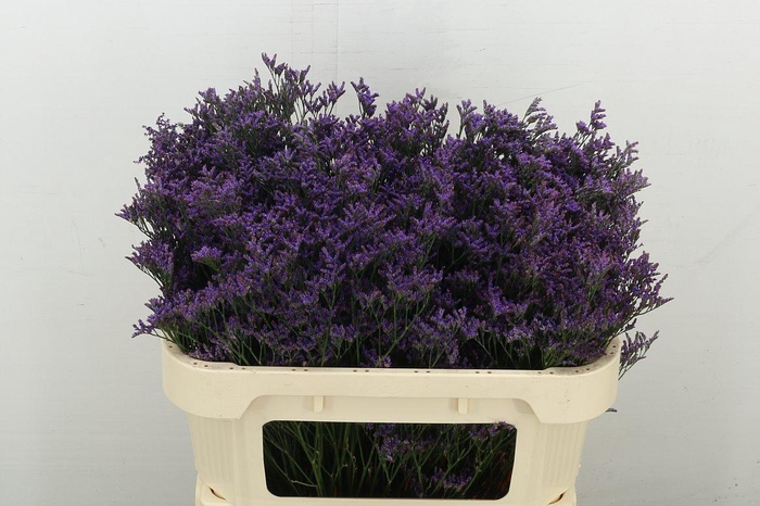 <h4>Lim Shooting Star</h4>