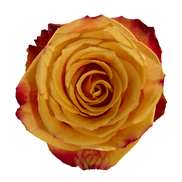 <h4>R GR SILANTOI Tessa</h4>