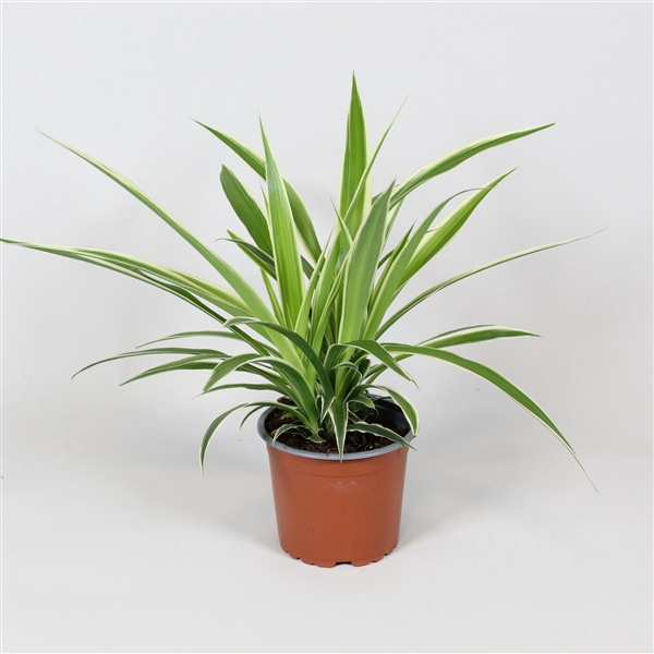 <h4>Chlorophytum comosum Irish</h4>