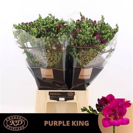 <h4>Fr Du Purple King</h4>