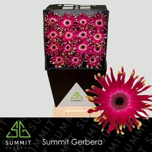 Gerbera Pastini Vicenza Diamond