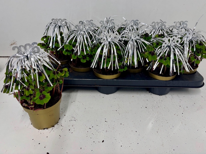 <h4>OXALIS DEPPEI</h4>