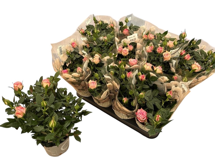 <h4>RO CAROUSEL KORD</h4>