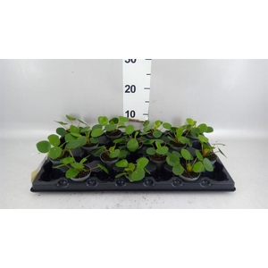 Pilea peperomioides
