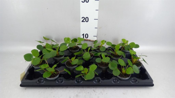 <h4>Pilea peperomioides</h4>
