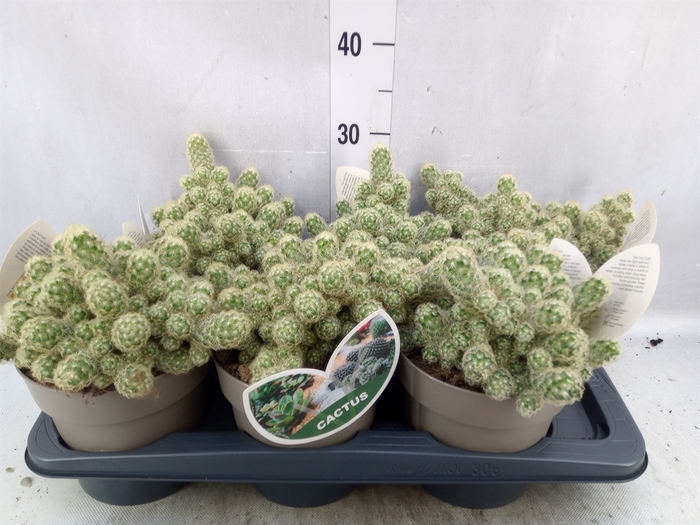 Mammillaria elongata