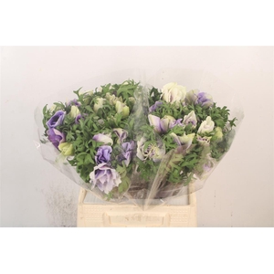 Anem Mistral Azzuro Blue X25