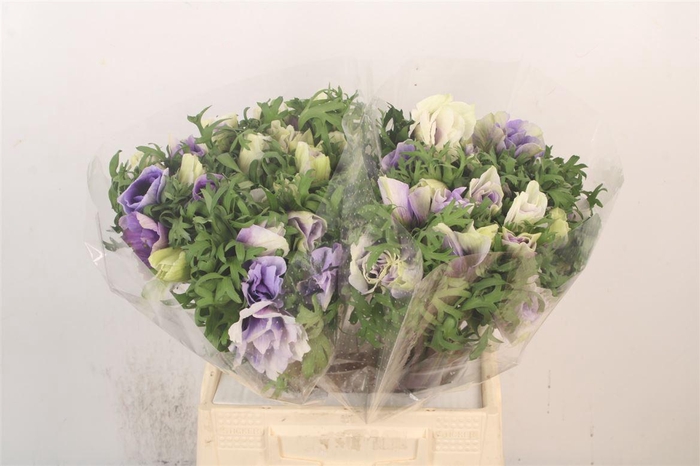 <h4>Anem Mistral Azzuro Blue X25</h4>