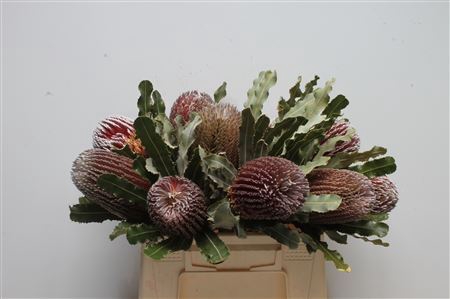 <h4>Banksia menziesii</h4>