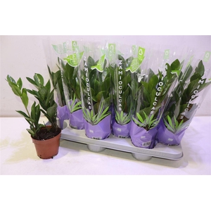 arr8 Zamio Zamiifolia