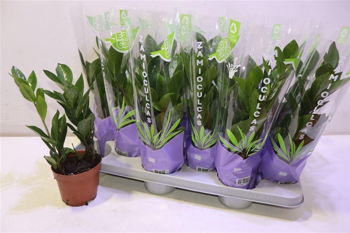 <h4>arr8 Zamio Zamiifolia</h4>