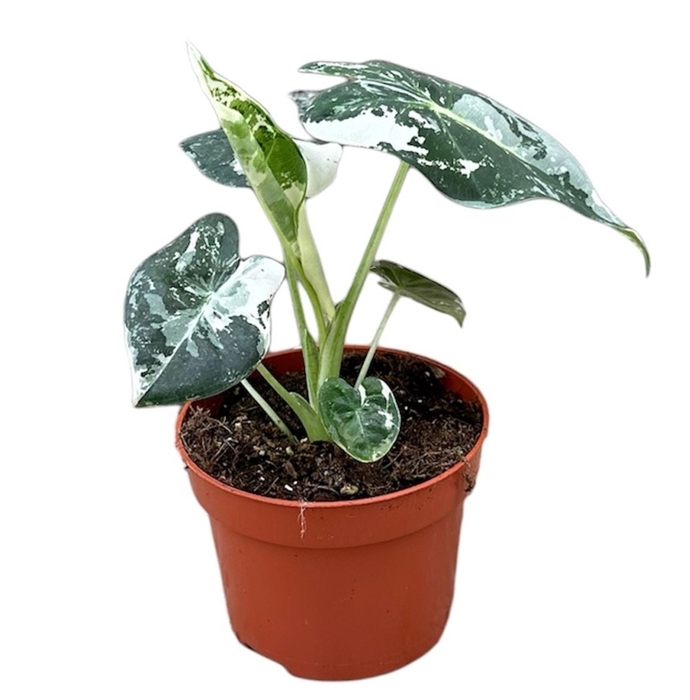 Alocasia