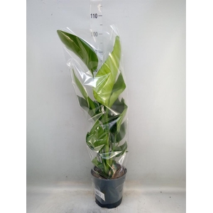 Strelitzia nicolai