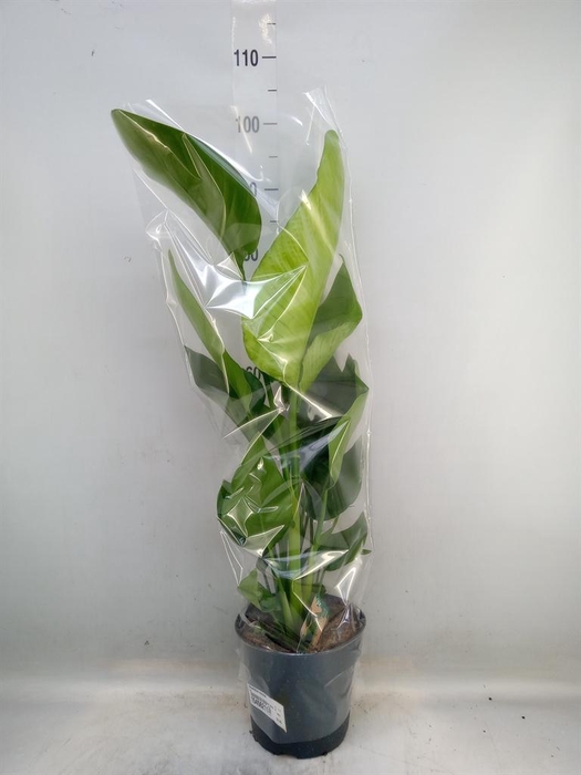 <h4>Strelitzia nicolai</h4>