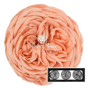 Kabukyza Per 3 Pea01