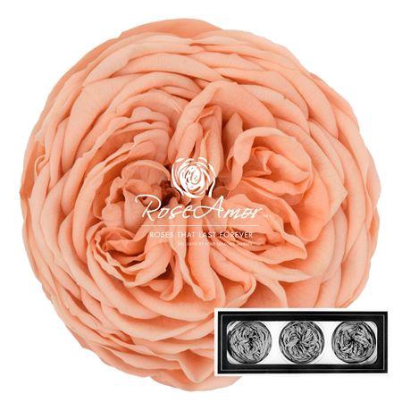 <h4>Kabukyza Per 3 Pea01</h4>