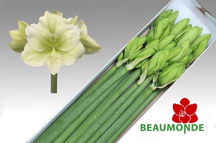 <h4>HIPP GA CHALLENGER</h4>