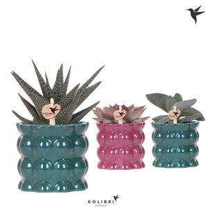 Kolibri Greens Succulenten mix in Cotton pot green mix