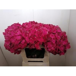 HYDR M MAG PINK RUBY