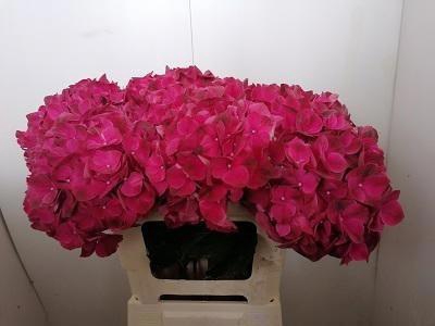 <h4>HYDR M MAG PINK RUBY</h4>