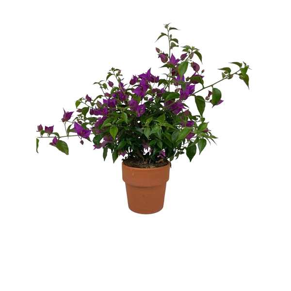 <h4>Bougainvillea Struik 35/40 cm stenen pot</h4>
