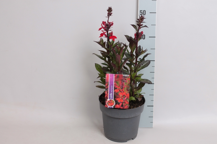 vaste planten 19 cm  Lobelia speciosa F1 Fan Scarlet Bronze