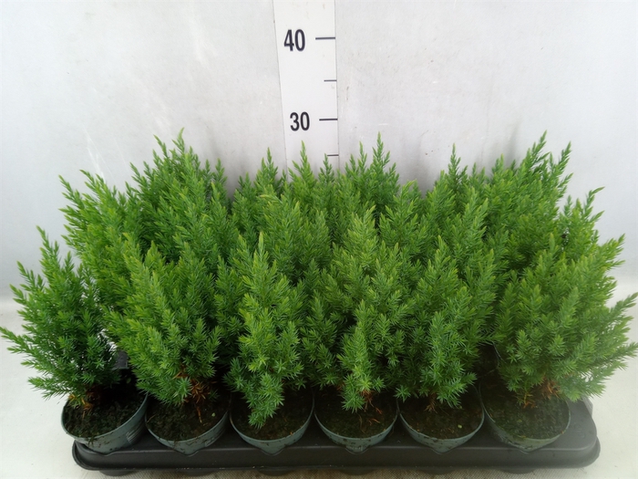 <h4>Juniperus chinensis 'Stricta'</h4>