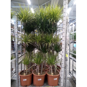 Dracaena   ...mix