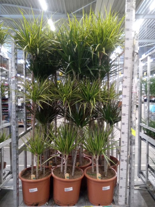 <h4>Dracaena   ...mix</h4>
