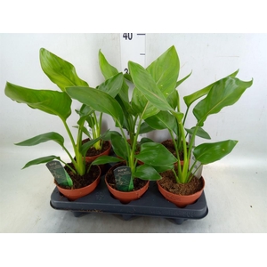 Strelitzia reg.   ...no flowers