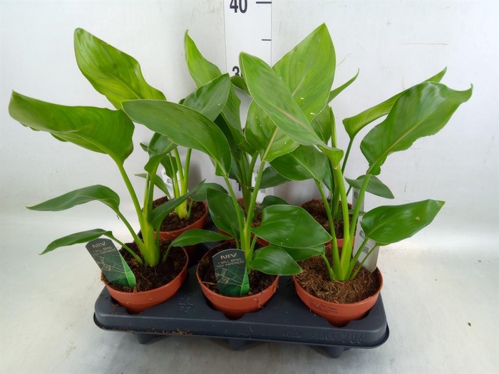 <h4>Strelitzia reg.   ...no flowers</h4>