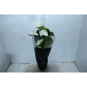 ANTHURIUM ALASKA P17 PREMIUM