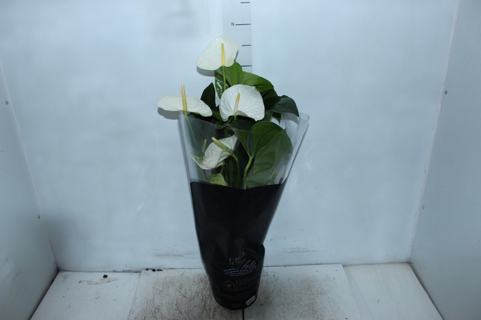 <h4>ANTHURIUM ALASKA P17 PREMIUM</h4>