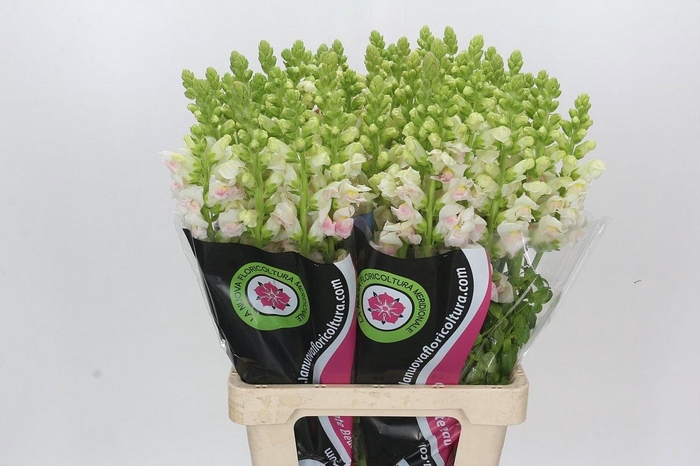 <h4>ANTIR MARY PLUMBLOS</h4>