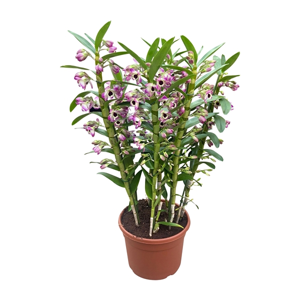 <h4>Dendrobium Nobile, Special Sunny Eyes P30 (getoeft)</h4>