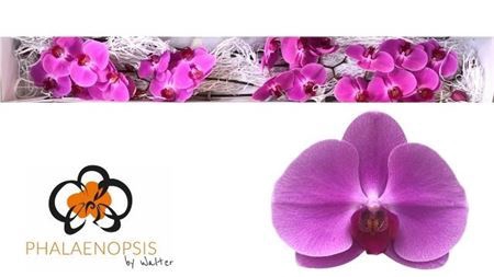 <h4>Phal Happy Valentina</h4>